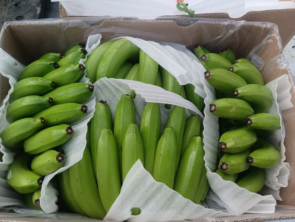 Fresh green bananas prepared inside an export carton