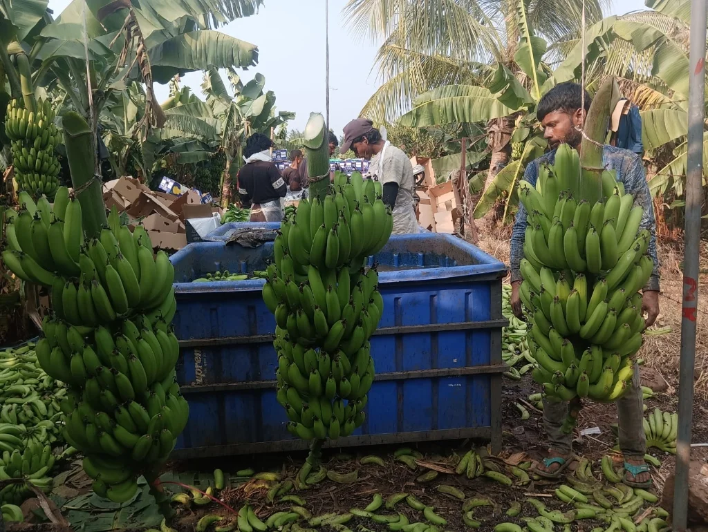 G9 Cavendish bananas being harvested at an Indian farm