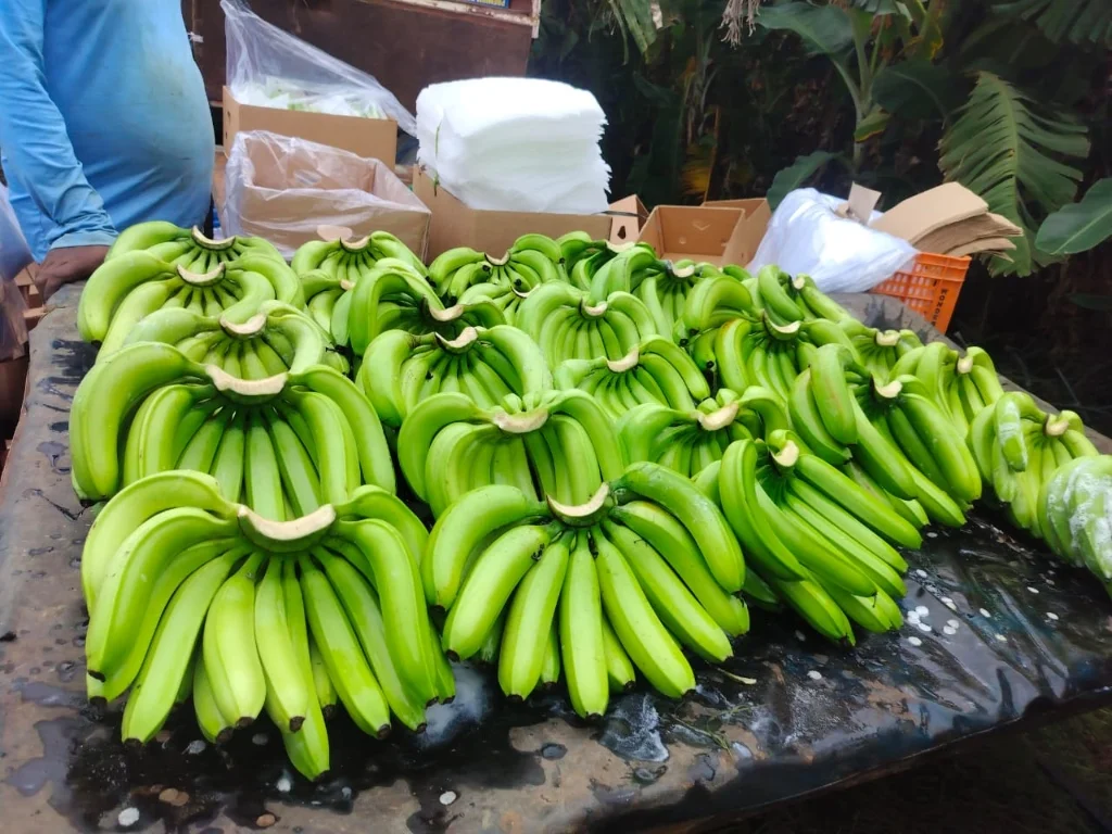 Banana hands arranged for sorting and grading