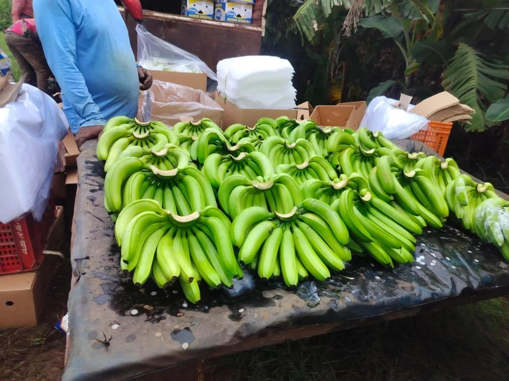 Post-harvest banana washing and handling process